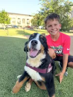 Wemby, a male Bernese Mountain Dog for sale in The Colony, TX – 3 of 10