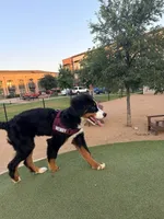 Wemby, a male Bernese Mountain Dog for sale in The Colony, TX – 10 of 10