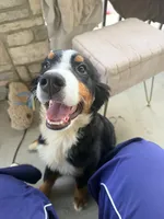 Wemby, a male Bernese Mountain Dog for sale in The Colony, TX – 5 of 10