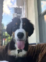 Wemby, a male Bernese Mountain Dog for sale in The Colony, TX – 8 of 10