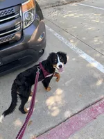 Wemby, a male Bernese Mountain Dog for sale in The Colony, TX – 4 of 10