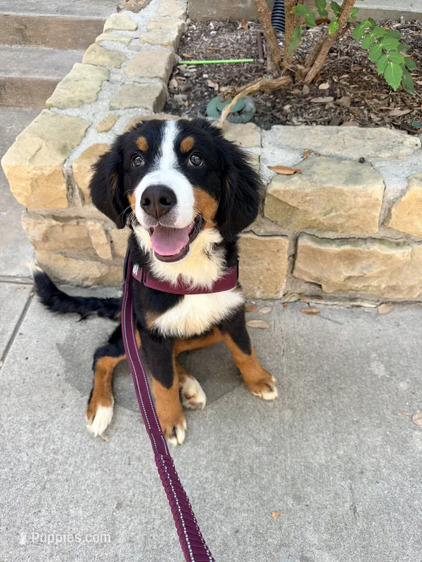 Wemby – Bernese Mountain Dog puppy for sale in The Colony, TX