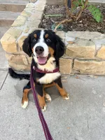 Wemby, a male Bernese Mountain Dog for sale in The Colony, TX – 1 of 10