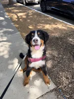 Wemby, a male Bernese Mountain Dog for sale in The Colony, TX – 7 of 10