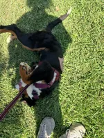 Wemby, a male Bernese Mountain Dog for sale in The Colony, TX – 6 of 10