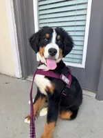 Wemby, a male Bernese Mountain Dog for sale in The Colony, TX – 2 of 10