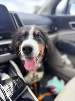Wemby, a male Bernese Mountain Dog for sale in The Colony, TX – 9 of 10