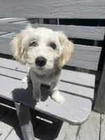 mira, a female Maltipoo for sale in Whittier, NC – 3 of 4