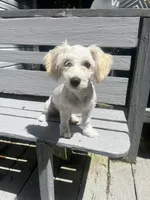 mira, a female Maltipoo for sale in Whittier, NC – 2 of 4