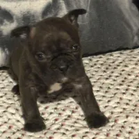 Arny, a male French Bulldog for sale in Bybee, TN – Photo 2 of 4