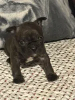 Arny, a male French Bulldog for sale in Bybee, TN – Photo 2 of 4