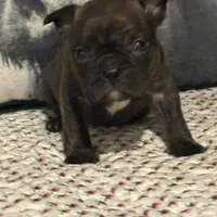 Arny, a male French Bulldog for sale in Bybee, TN – Photo 1 of 4