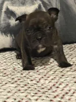 Arny, a male French Bulldog for sale in Bybee, TN – Photo 1 of 4