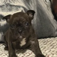 Arny, a male French Bulldog for sale in Bybee, TN – Photo 3 of 4