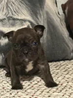 Arny, a male French Bulldog for sale in Bybee, TN – Photo 3 of 4