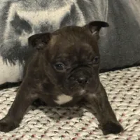 Arny, a male French Bulldog for sale in Bybee, TN – Photo 4 of 4