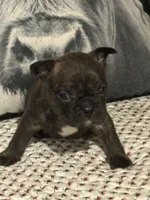 Arny, a male French Bulldog for sale in Bybee, TN – Photo 4 of 4