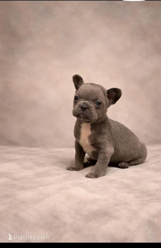 Hemmingway, a male French Bulldog for sale in Bybee, TN – Photo 1 of 4