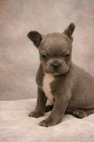 Hemmingway, a male French Bulldog for sale in Bybee, TN – Photo 4 of 4