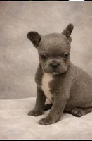 Hemmingway, a male French Bulldog for sale in Bybee, TN – Photo 2 of 4