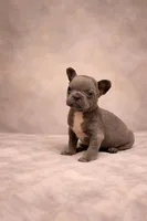 Hemmingway, a male French Bulldog for sale in Bybee, TN – Photo 3 of 4