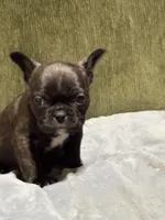 Marty, a male French Bulldog for sale in Bybee, TN – Photo 1 of 3