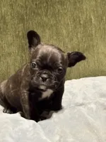 Marty, a male French Bulldog for sale in Bybee, TN – Photo 3 of 3