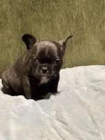 Marty, a male French Bulldog for sale in Bybee, TN – Photo 2 of 3