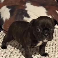 Odie, a male French Bulldog for sale in Bybee, TN – Photo 1 of 6