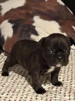 Odie, a male French Bulldog for sale in Bybee, TN – Photo 1 of 6
