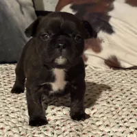 Odie, a male French Bulldog for sale in Bybee, TN – Photo 2 of 6