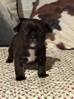 Odie, a male French Bulldog for sale in Bybee, TN – Photo 2 of 6