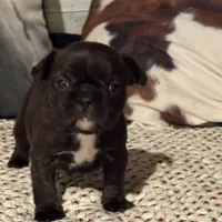 Odie, a male French Bulldog for sale in Bybee, TN – Photo 3 of 6