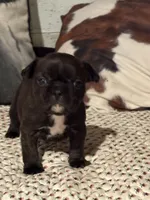 Odie, a male French Bulldog for sale in Bybee, TN – Photo 3 of 6