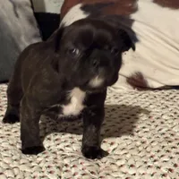 Odie, a male French Bulldog for sale in Bybee, TN – Photo 6 of 6