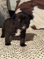 Odie, a male French Bulldog for sale in Bybee, TN – Photo 6 of 6