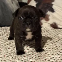 Odie, a male French Bulldog for sale in Bybee, TN – Photo 5 of 6