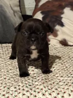 Odie, a male French Bulldog for sale in Bybee, TN – Photo 5 of 6
