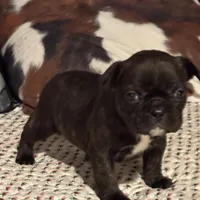 Odie, a male French Bulldog for sale in Bybee, TN – Photo 4 of 6