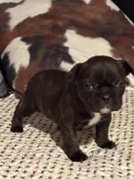 Odie, a male French Bulldog for sale in Bybee, TN – Photo 4 of 6