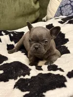 Olivia, a female French Bulldog for sale in Bybee, TN – Photo 3 of 4