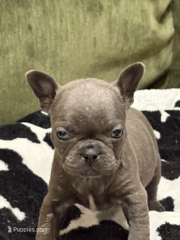 Olivia, a female French Bulldog for sale in Bybee, TN – Photo 1 of 4
