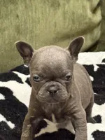 Olivia, a female French Bulldog for sale in Bybee, TN – Photo 1 of 4