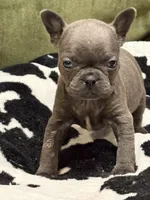 Olivia, a female French Bulldog for sale in Bybee, TN – Photo 2 of 4