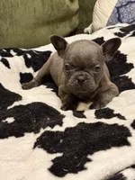 Olivia, a female French Bulldog for sale in Bybee, TN – Photo 4 of 4