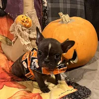 Snoop, a male French Bulldog for sale in Bybee, TN – Photo 2 of 4