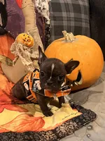 Snoop, a male French Bulldog for sale in Bybee, TN – Photo 2 of 4