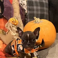 Snoop, a male French Bulldog for sale in Bybee, TN – Photo 3 of 4