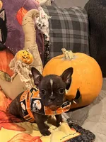 Snoop, a male French Bulldog for sale in Bybee, TN – Photo 3 of 4