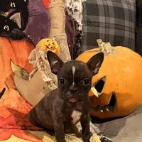 Snoop, a male French Bulldog for sale in Bybee, TN – Photo 4 of 4